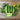 National Pickling Cucumber (52 Days) - Vegetables