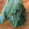 Nero di Toscana Kale (Heirloom 55 Days) - Vegetables