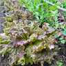 New Red Fire Lettuce (45 Days) - Vegetables