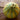 Ogen Melon (Organic 85 Days) - Vegetables