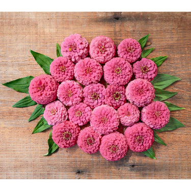 Oklahoma Salmon Zinnia - Flowers