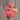 Oklahoma Salmon Zinnia - Flowers