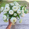 Oklahoma White Zinnia - Flowers