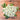 Oklahoma White Zinnia - Flowers