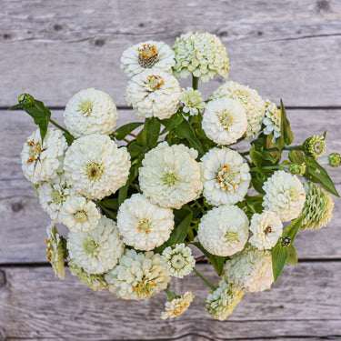 Oklahoma White Zinnia - Flowers