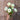 Oklahoma White Zinnia - Flowers