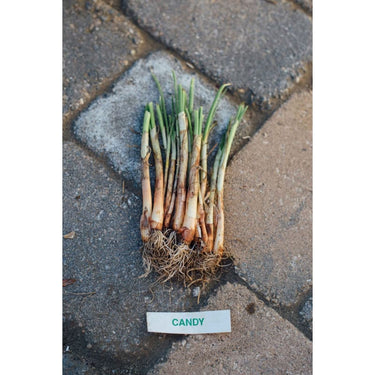 Onion Plants Candy - Spring