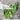 Oregon Giant Snow Pea (65 Days) - Vegetables