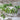 Oregon Giant Snow Pea (65 Days) - Vegetables
