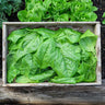Palco Spinach (Organic F1 Hybrid 38 Days) - Vegetables