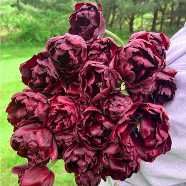 Palmyra Tulip - Fall