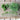 Parsley Pea (14-30 Days) - Vegetables