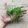 Parsley Pea (14-30 Days) - Vegetables