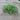 Parsley Pea (14-30 Days) - Vegetables
