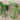 Parsley Pea (14-30 Days) - Vegetables