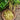 Pencil Pod Bush Bean (Heirloom 52 Days) - Vegetables