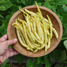 Pencil Pod Bush Bean (Heirloom 52 Days) - Vegetables