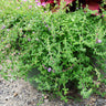 Pennyroyal - Herbs