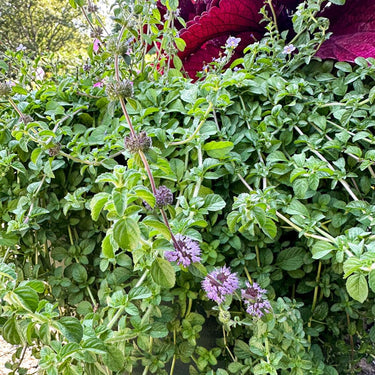 Pennyroyal - Herbs