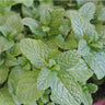 Light green fragrant peppermint closeup in an herb garden.