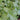 Light green fragrant peppermint closeup in an herb garden.
