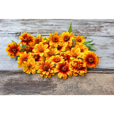 Persian Carpet Zinnia - Flowers