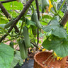 Picolino Cucumber (F1 Hybrid 52 Days) - Vegetables