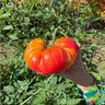 Pineapple Tomato (Heirloom 85 Days) - Vegetables