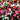 Pinetree Radish Mix - Vegetables