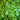 Pinetree Spinach Mix (1/2 oz) - Vegetables