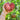Pink Berkeley Tie Dye Tomato (Organic 75 Days) - Vegetables