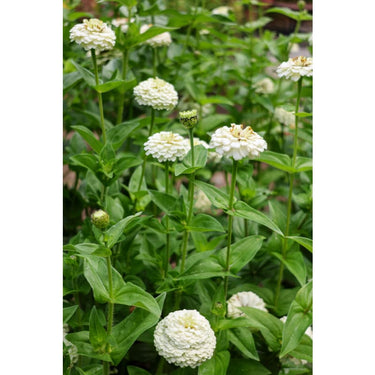 Polar Bear Zinnia - Flowers