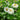 Polar Bear Zinnia - Flowers