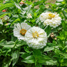 Polar Bear Zinnia - Flowers