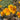 Poppy - California - Flowers