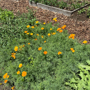 Poppy - California - Flowers