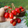 Principe Borghese Tomato (Heirloom 78 Days) - Vegetables