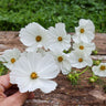 Purity Cosmos - Flowers