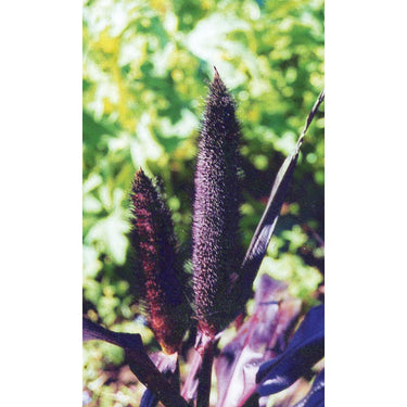 Purple Majesty Ornamental Millet - Flowers