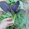 Purple Pak Choi (F1 Hybrid 47 Days) - Vegetables