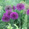 Purple Sensation Allium - Fall