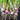 Purple Top White Globe Turnip (Heirloom 58 Days) - Vegetables