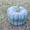 Queensland Blue Winter Squash (Heirloom 105 Days) - Vegetables