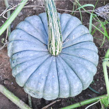 Queensland Blue Winter Squash (Heirloom 105 Days) - Vegetables