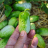 Hand holding a small green cucumber with a background of cucumbers and leaves.