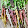 Rainbow Carrot (F1 Hybrid 57 Days) - Vegetables