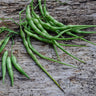 Rattail Radish (50-55 Days) - Vegetables