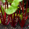 Red Chard Microgreens (1 oz) Vegetables