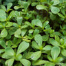 Red Gruner Purslane (50 Days) - Vegetables