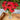 Red Ombre Artisan Echinacea - Flowers